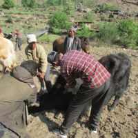 Animal Helth Cemp 2016